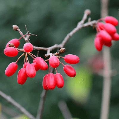 Dogwood Drying Process